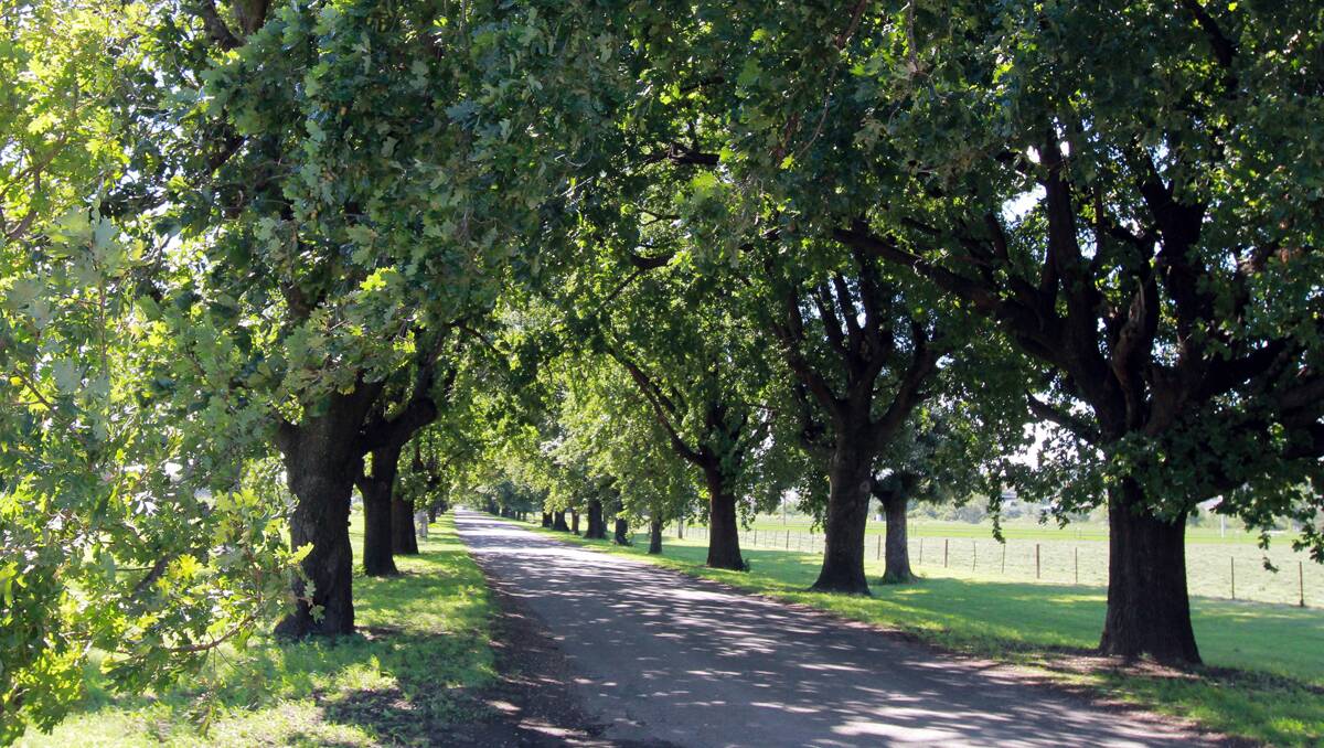 STATE RECOGNITION: The NSW National Trust has added the King George V Ave English oak trees to its register and plans to nominate it for a place on the national register, too. Photo: Robert Chappel 060313RCG01