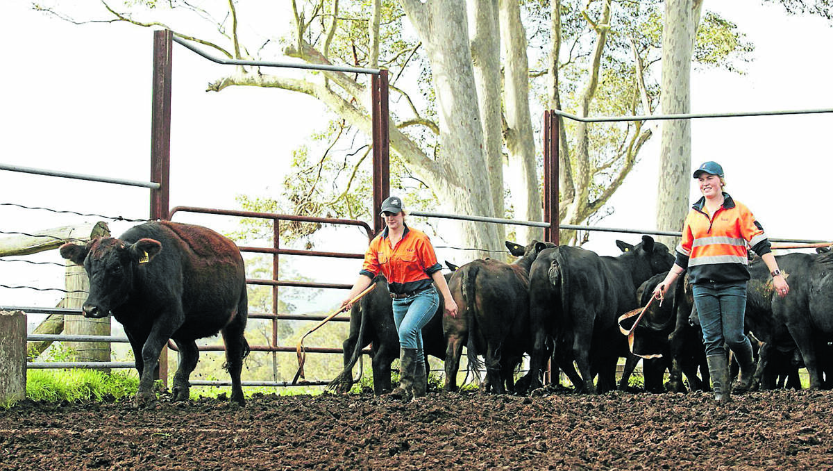 SECURING THE FUTURE: Students studying agriculture at Tocal College sort some of the school’s cattle. A new report suggests putting agriculture on the national school curriculum, in an effort to encourage more students to choose it as a career. Photo: Peter Stoop