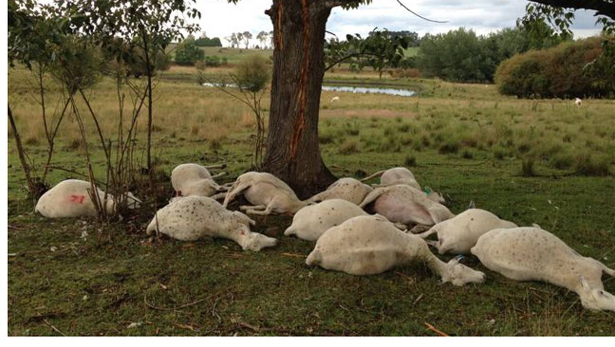 THUNDER STRUCK: A dozen sheep died at a property near Armidale when lightning struck the tree they sheltered under. Photo: Catherine Kimmorley
