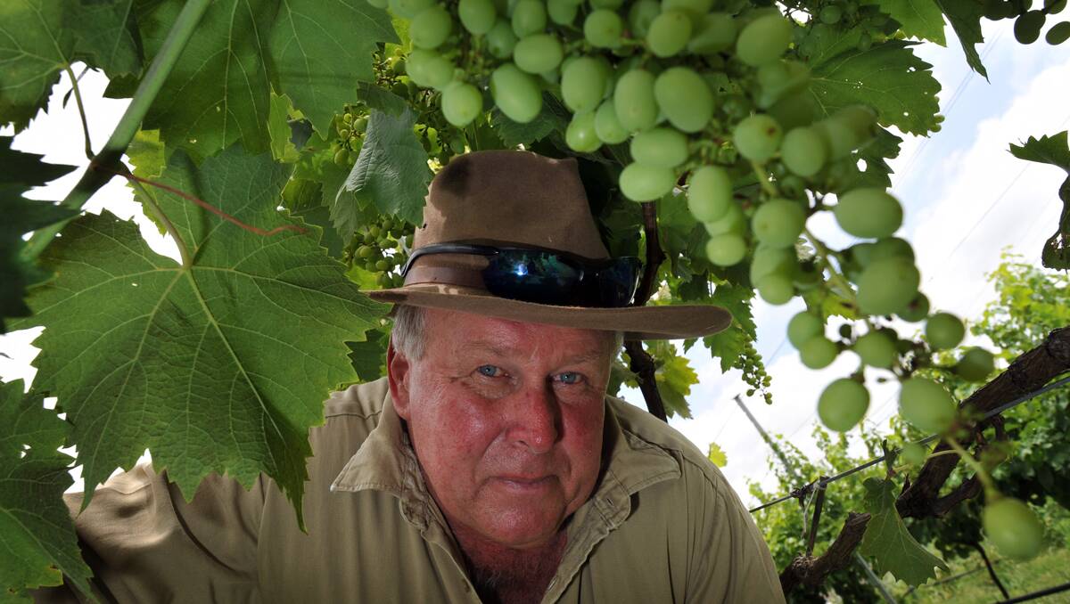 TOP HARVEST EXPECTED: Darryl Carter of Whyworry Wines at Uralla is very excited about his merlot wine crop. ‘It’s a magnificent year,’ he said. Photo: Barry Smith 150113BSB08