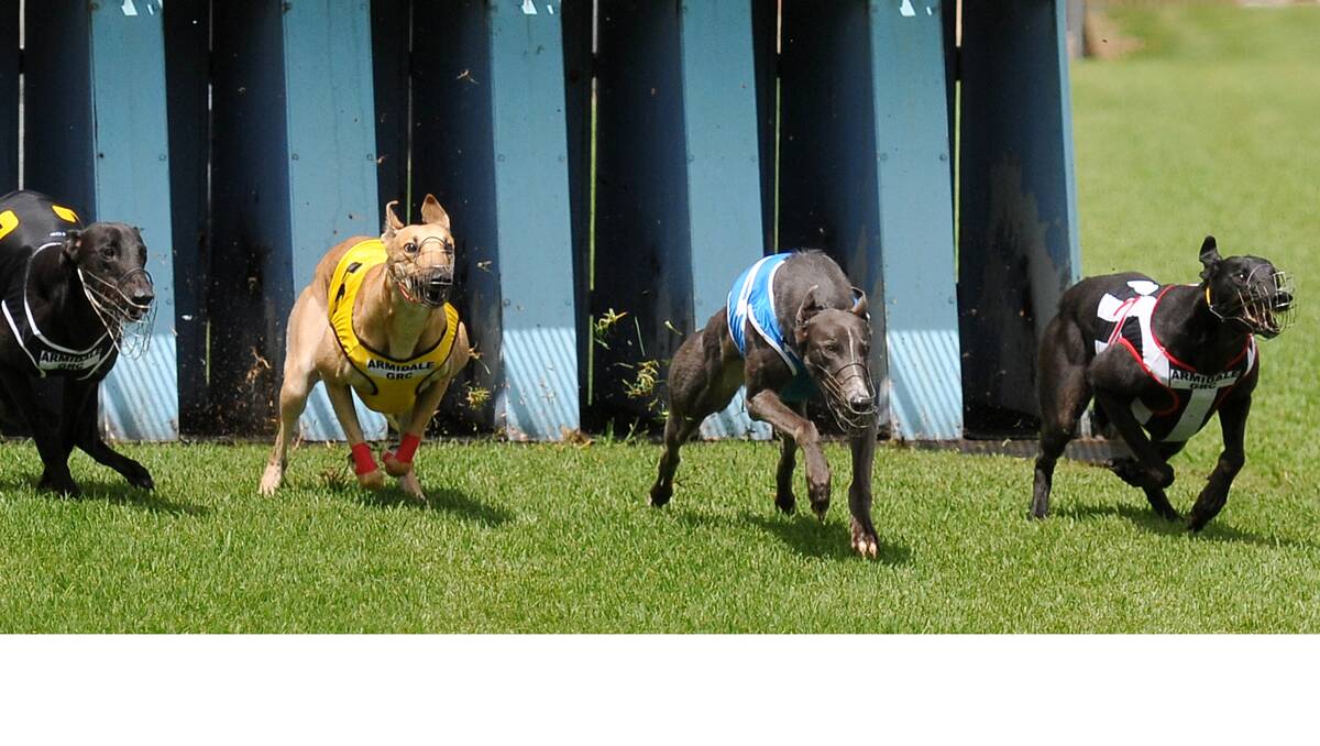 El Sportsmans (right) is quick out of the boxes and on his way to winning the fifth grade final at Armidale on Saturday.   Photo: Grant Robertson 1602013GRB01