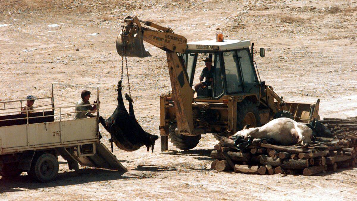 BURN  SITE: Another dead animal is loaded onto the stack waiting to be set alight at the anthrax burn site in an old quarry west of Tatura, Victoria following an outbreak in 1997. Photo: Andrew De La Rue