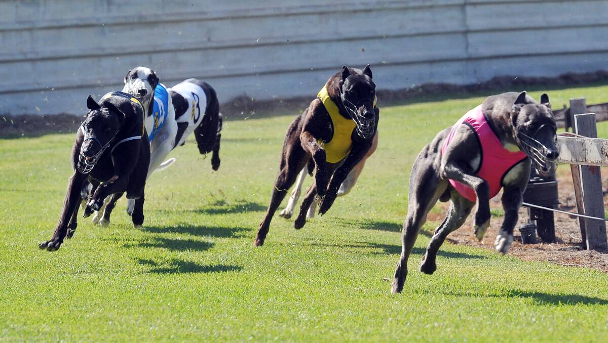  Titanium Tiger turns for home and a Tamworth Scrap Metals Final win. Photo: Geoff O'Neill 050113GOD01