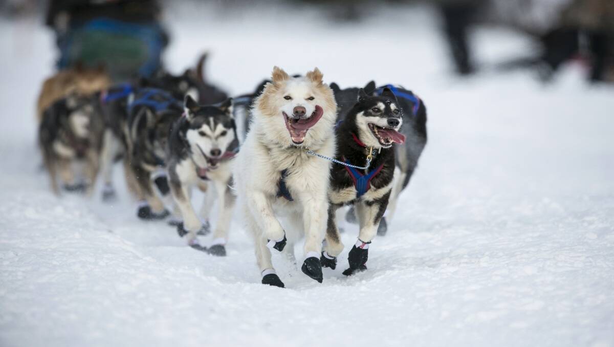 Шоу гонки за лайками. Аляска собачьи упряжки. Аляска Айдитарод. Ездовые собаки на Аляске. Гонки на собачьих упряжках на Аляске.